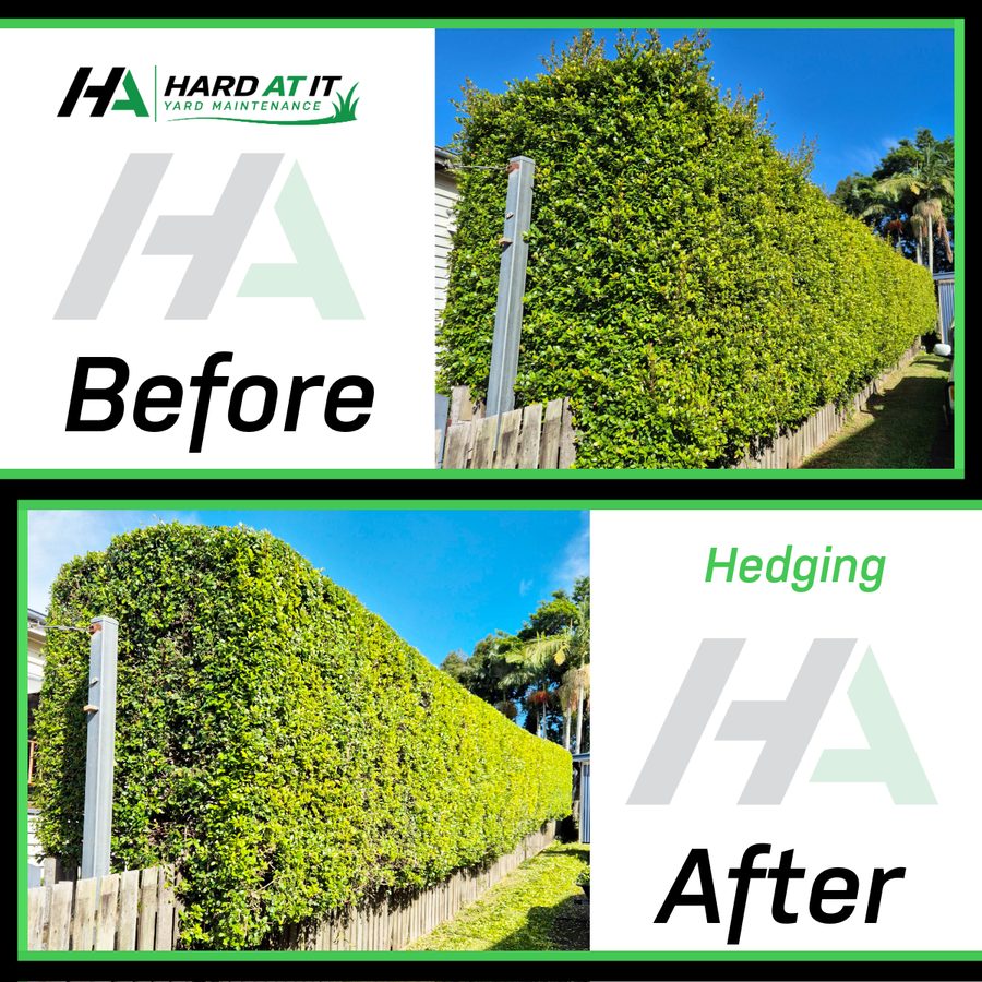 Hedge Trimming Gympie &mdash; before and after