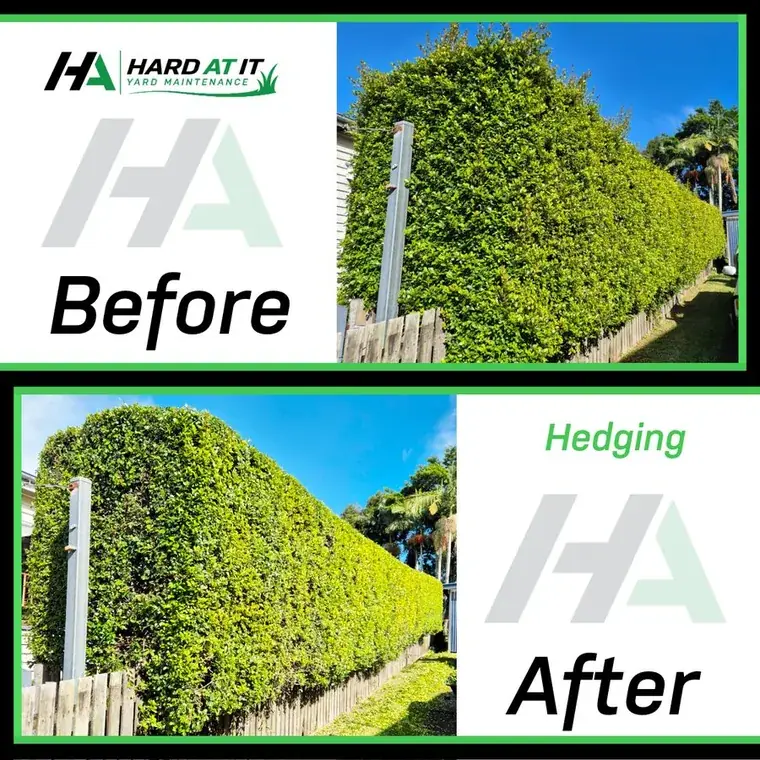 Hedge Trimming — before and after